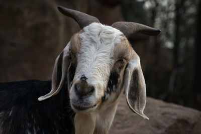 Close-up of goat