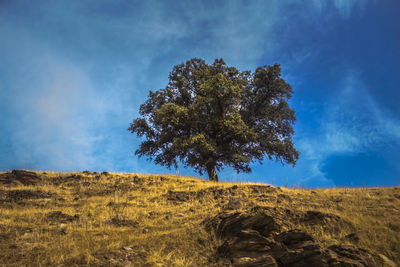 Tree on landscape against sky