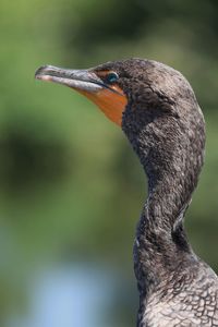 Close-up of a bird