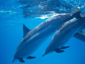 Swimming with dolphins in the wild at dolphin house sataya reef