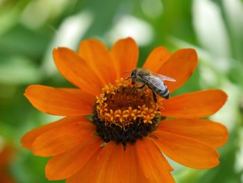 Close-up of insect on flower