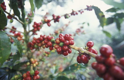 Close-up of berries growing on plant at field