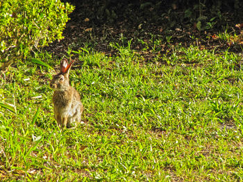 View of rabbit on land