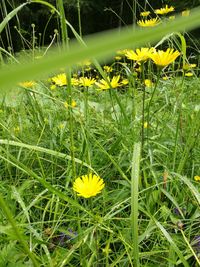 Close-up of yellow flowering plant on field