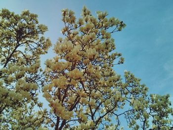 Low angle view of tree against blue sky