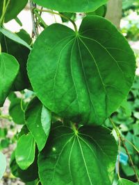 Close-up of fresh green leaf