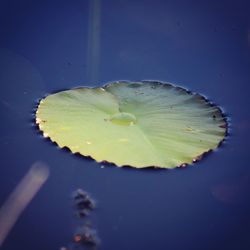 Close-up of lotus water lily in lake