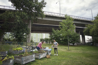 Mid adult man and woman working in vegetable garden with bridge in background
