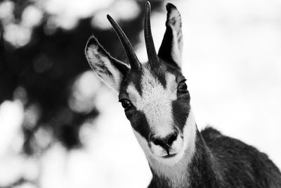 Close-up of deer