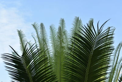 Low angle view of palm trees against sky