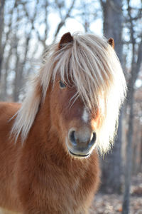 Close-up of a horse