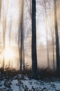 Trees in forest during winter