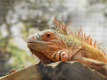 Close-up of lizard