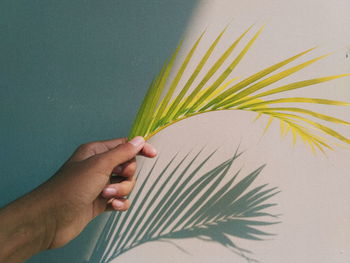 Close-up of hand holding plant leaves