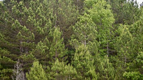 Pine trees in forest