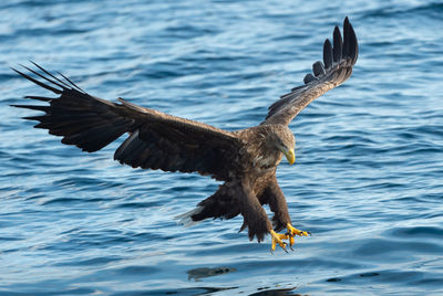 Bird flying over the sea