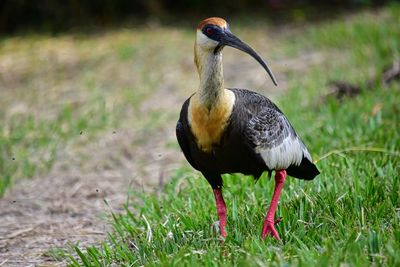 Close-up of a bird on field