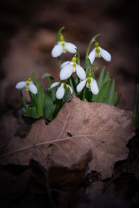 Close-up of white flowering plant