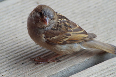 High angle view of bird perching on wooden table