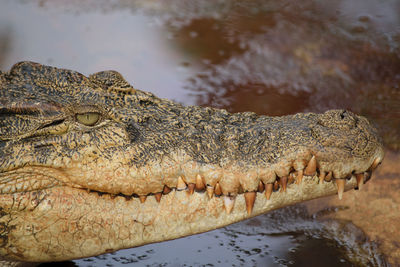 Close-up of crocodile in water