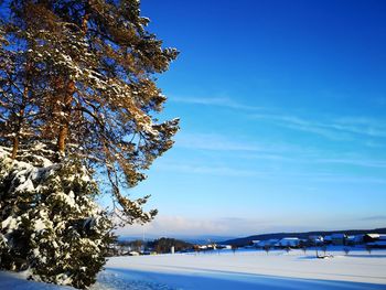 Snow covered plants against blue sky