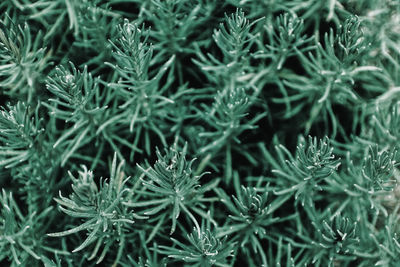 Full frame shot of plants