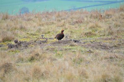 Bird perching on grass