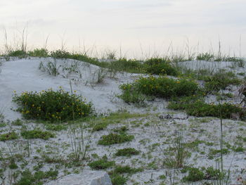 Plants on snow covered field against sky