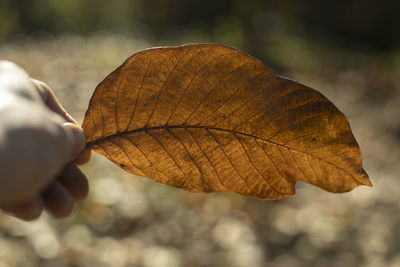 Autumn leaf in hand. large dry leaf of plant. details of autumn beauty. dried leaf.