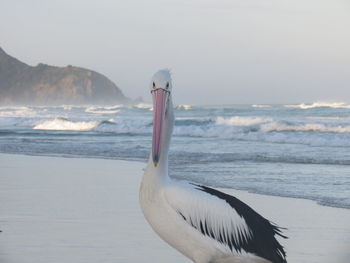 Pelican at beach against sky