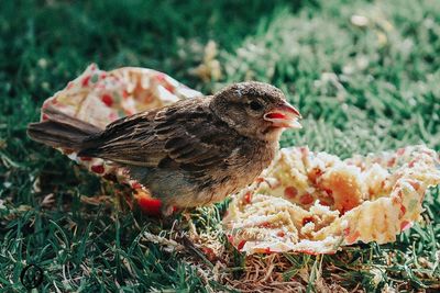 Close-up of bird eating food on field