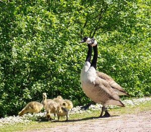 View of goose family