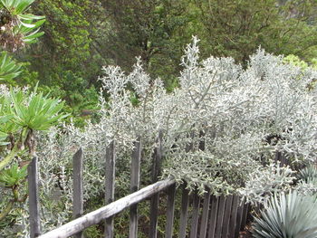 Flowers growing on tree