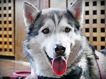 Close-up portrait of a dog