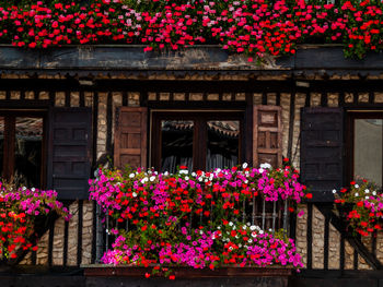 Pink flowering plants against building