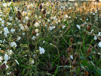 Close-up of flowering plants on field