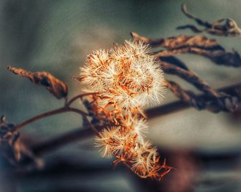 Close-up of dried plant