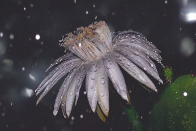 Close-up of wet flower on rainy day