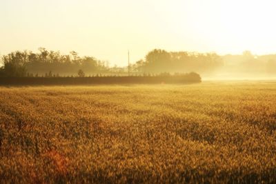 Scenic view of field against sky during sunset