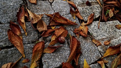 High angle view of chestnut amidst dry leaves on ground