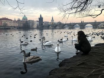 Woman looking at swans swimming in vltava river against charles bridge