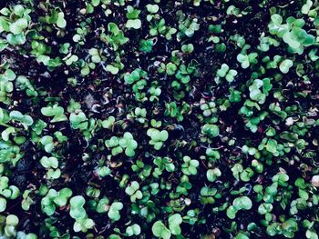 Full frame shot of plants