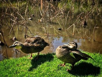 Side view of mallard ducks in lake