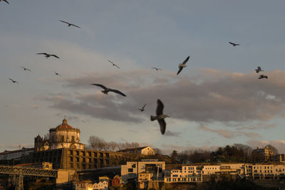 Flock of birds flying over buildings