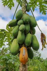 Low angle view of fruits growing on tree against sky