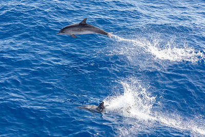 View of jumping in the sea