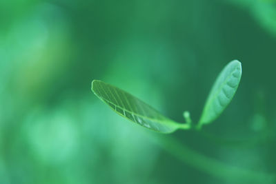 Close-up of plants