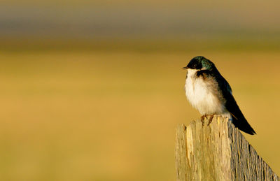 Close-up of tree swallow perching on wooden post