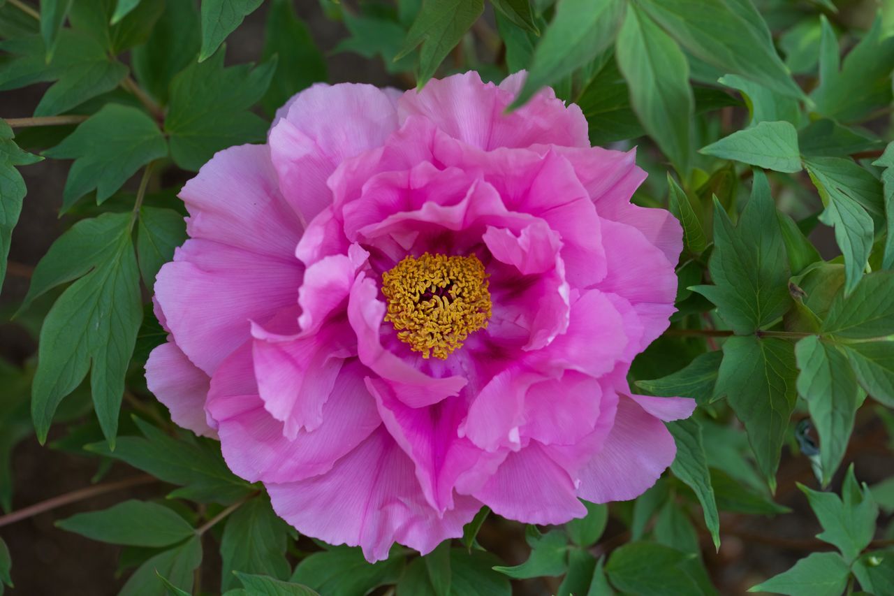 CLOSE-UP OF PINK FLOWER