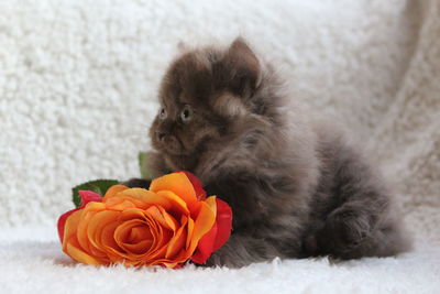 Close-up of orange roses